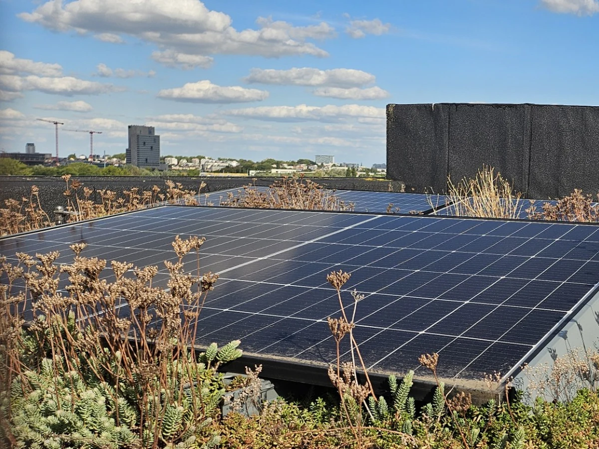 Zonnepanelen op groendak - Trema Energie